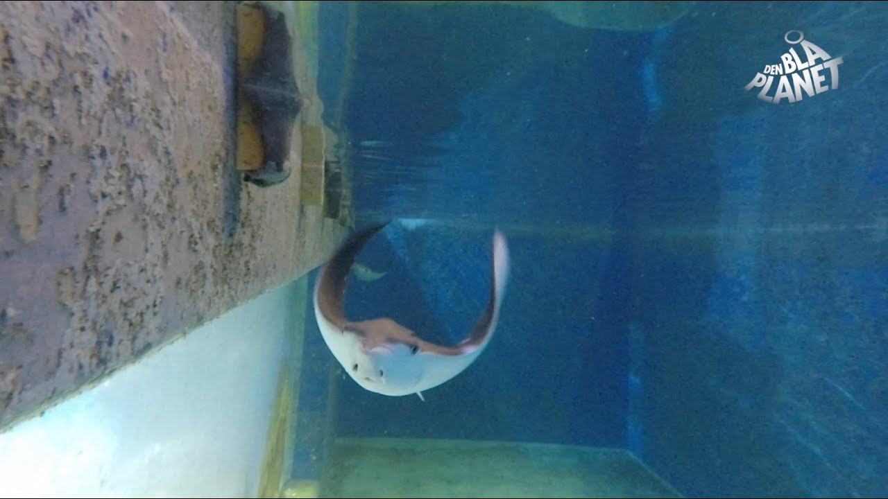 Styr på stamtavlen hos ørnerokkerne