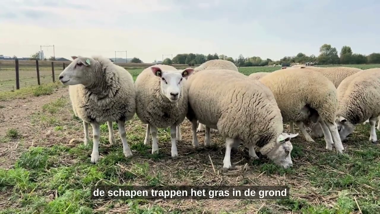 Lennart Vermue Nederlands