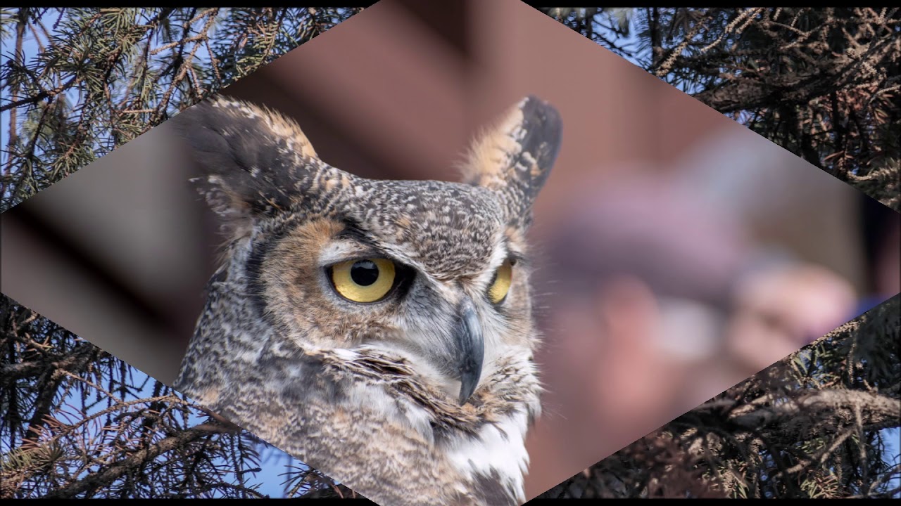 Il canto dell'assiolo (Otus scops)