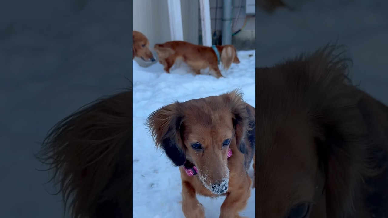 Must be cold #milliemondays #snow #wrigleywednesdays #dachshund #dogdog #puppy #pups #dogtime #sweet