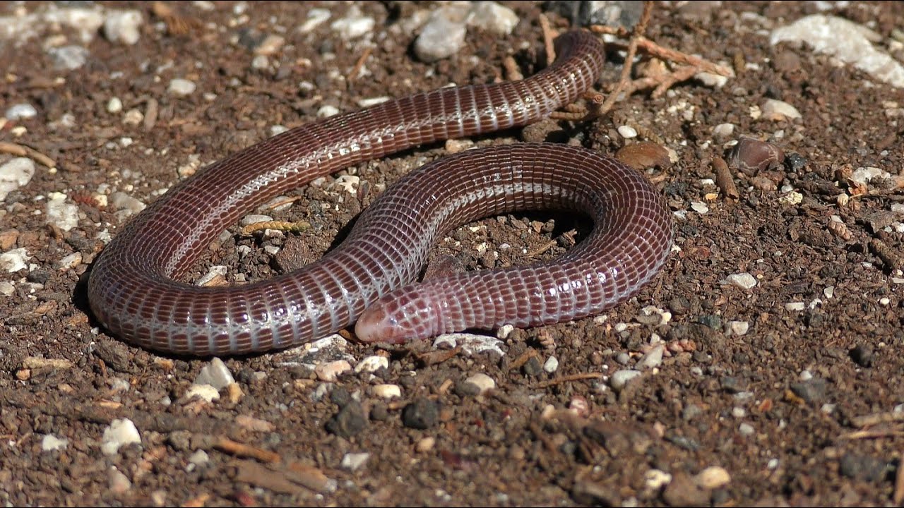 Herping Rhodos, April 2025