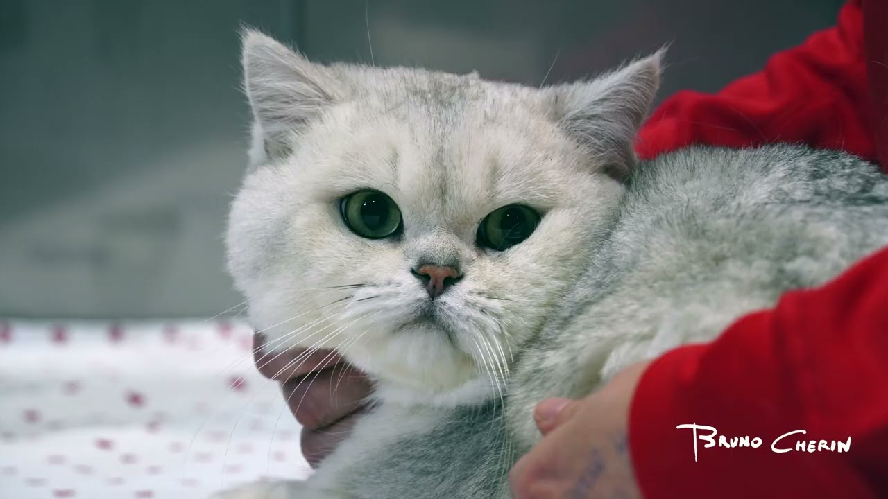 BRITISH SHORTHAIR  "I GATTI BIZZARRI" MOSTRA FELINA RDS STADIUM