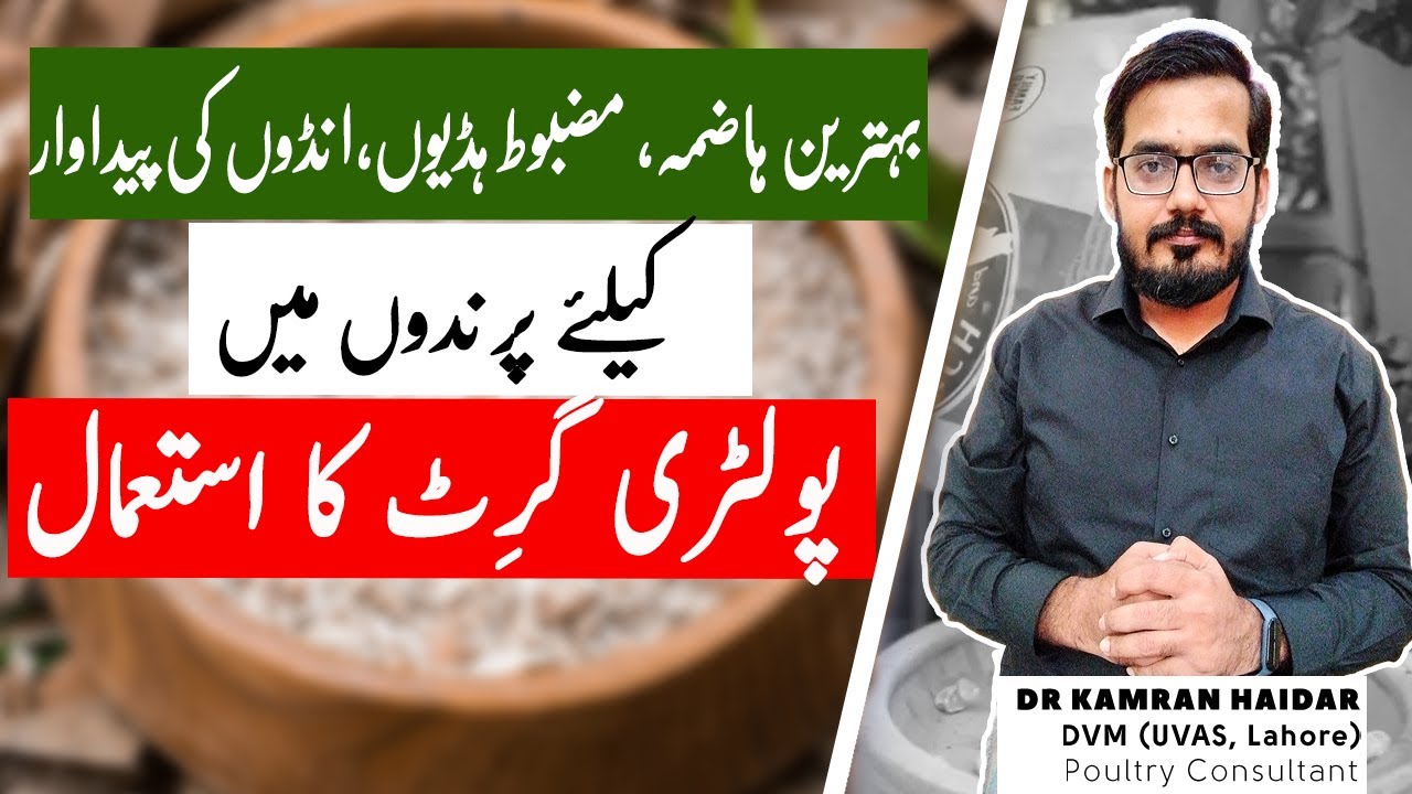 Use of Grit in Chicken's & Other Birds' Feed | Chicken Grit Benefits | Types of Poultry Grit