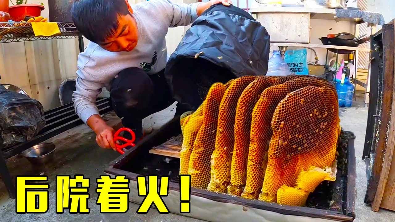 天天出去割野蜜，没想到自家蜂箱都要吃完了，这次亏大了！【莆农阿敏】