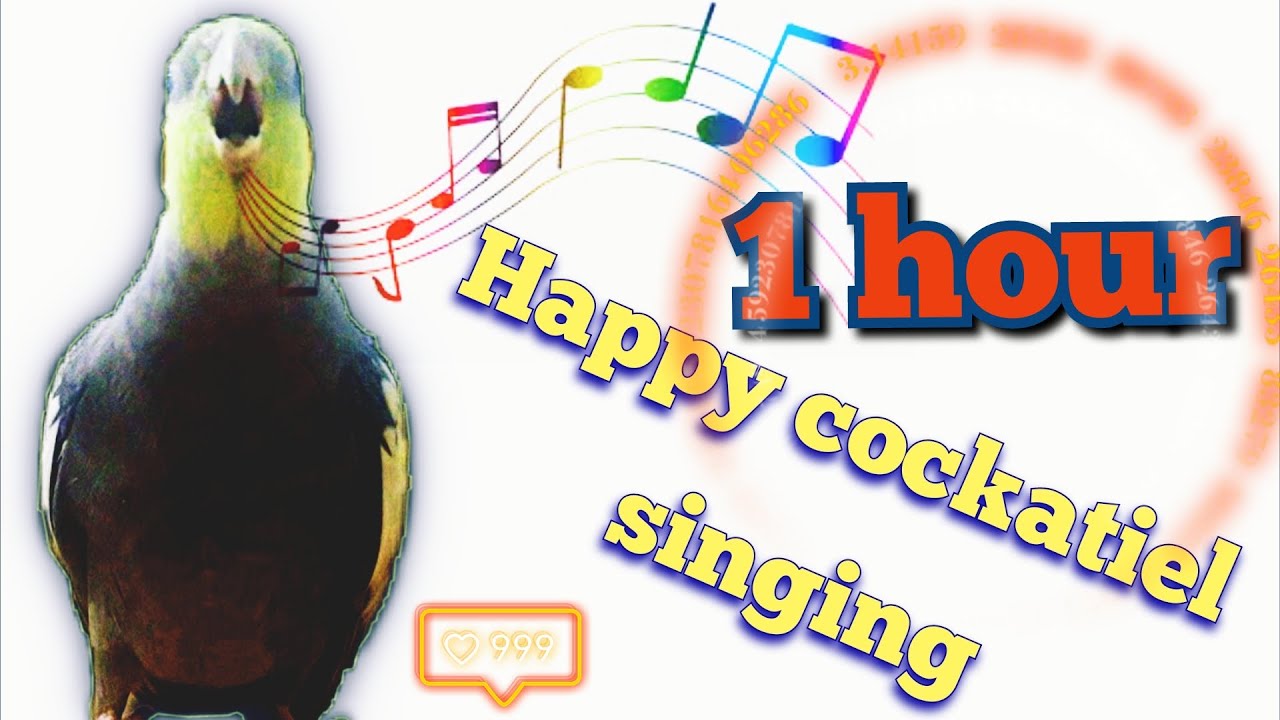 The Best Mixed of Tutorial Singing Cockatiels Video 2021🎼🎼🎼 💞