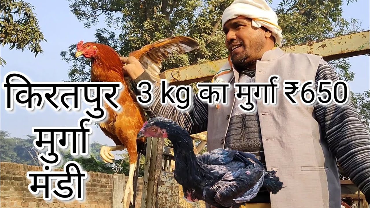 किरतपुर मुर्गा मंडी इतवार बाजार / Kiratpur Murga mandi Sunday market/ 3 kg murga only ₹ 650  mein
