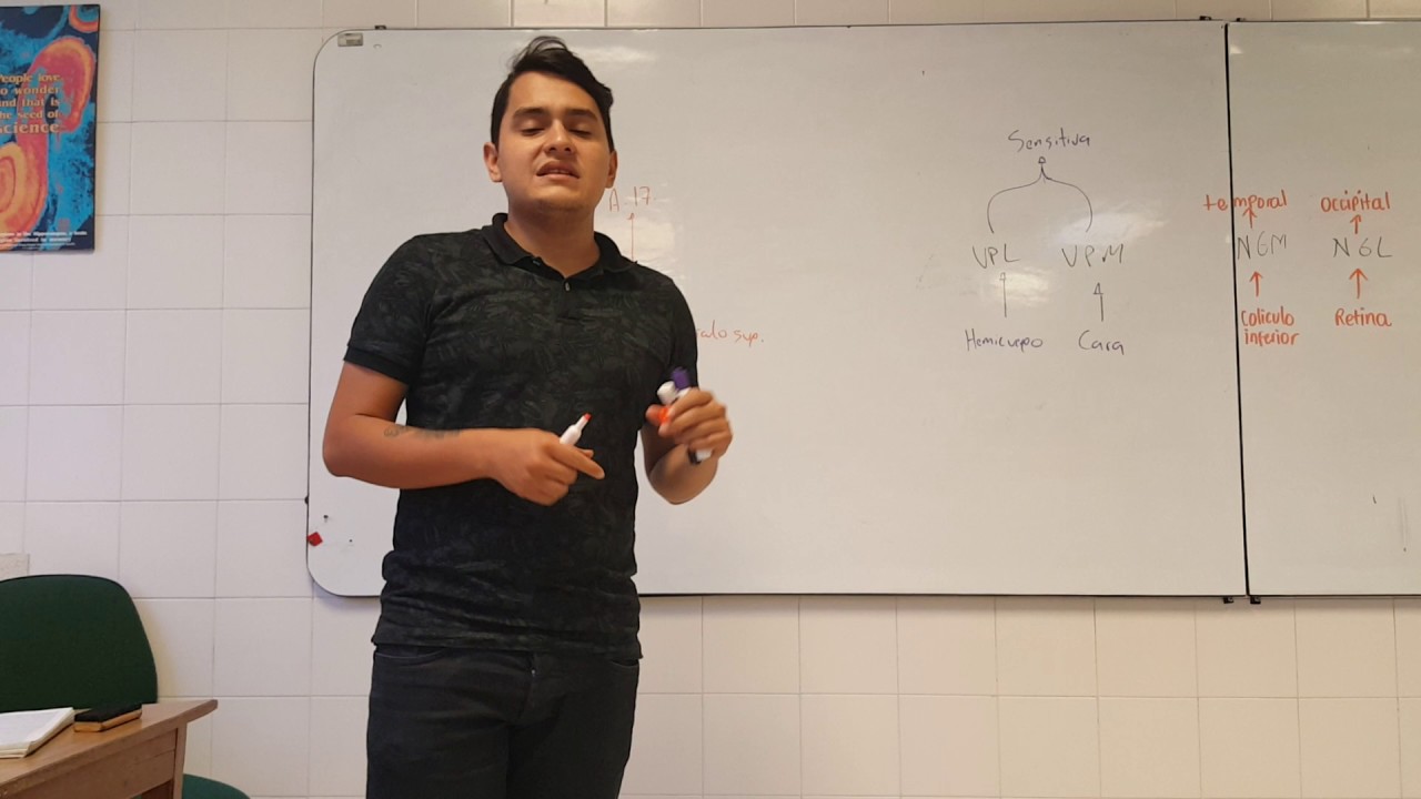 Neuroanatomía: tálamo y corteza cerebral