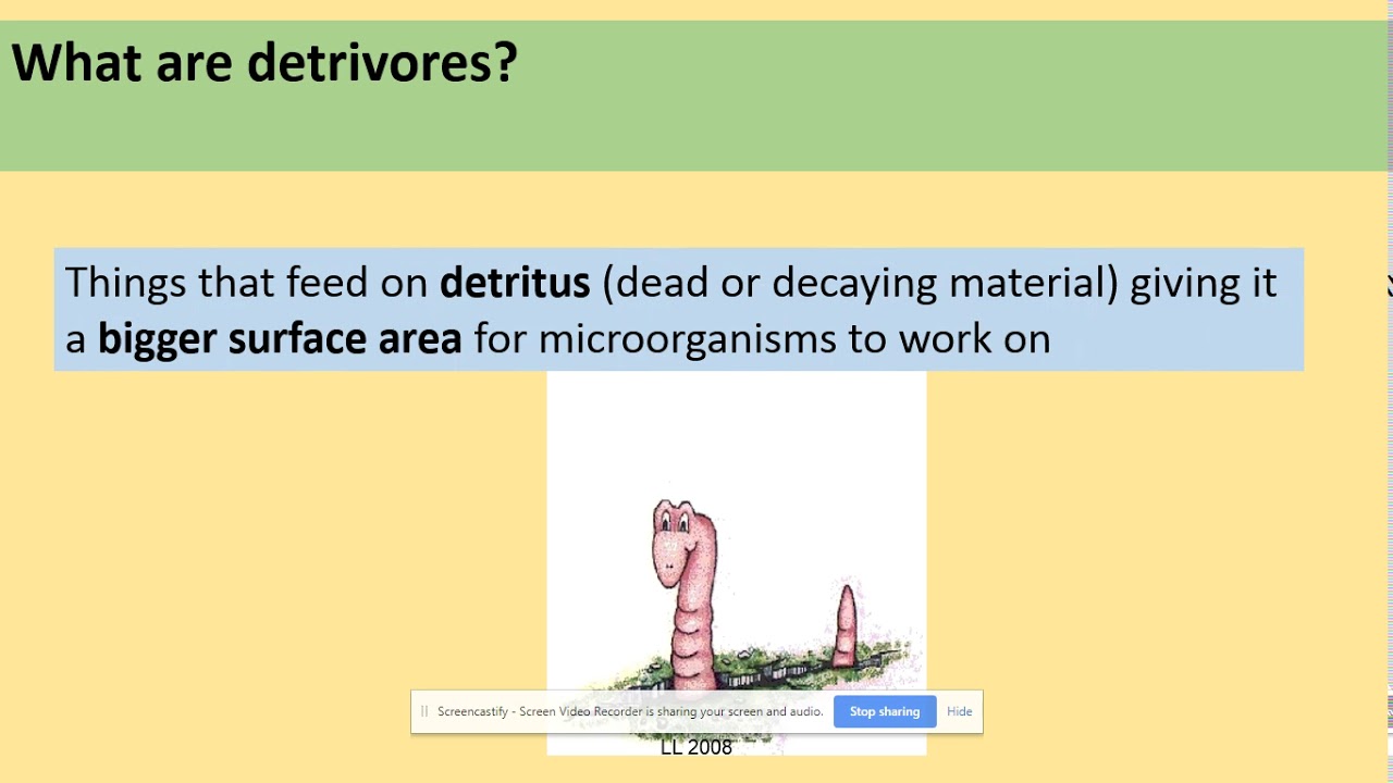 3.5.3 Food chains and energy transfer AQA A level Biology