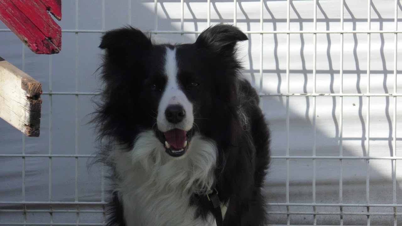 ボーダーコリー の『ソウル』 (わんわん動物園) 2019年1月23日