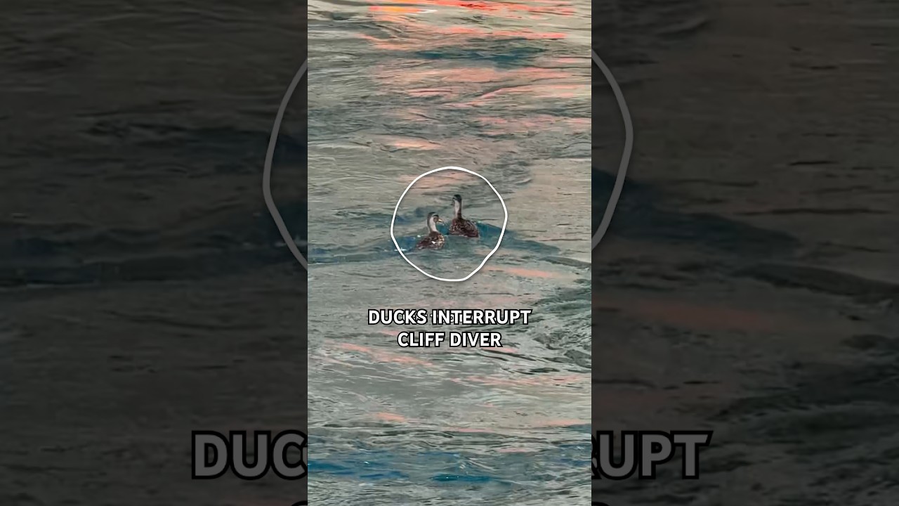 пришел прыгать в воду, отвлекся на уток 🦆🦆 #shorts