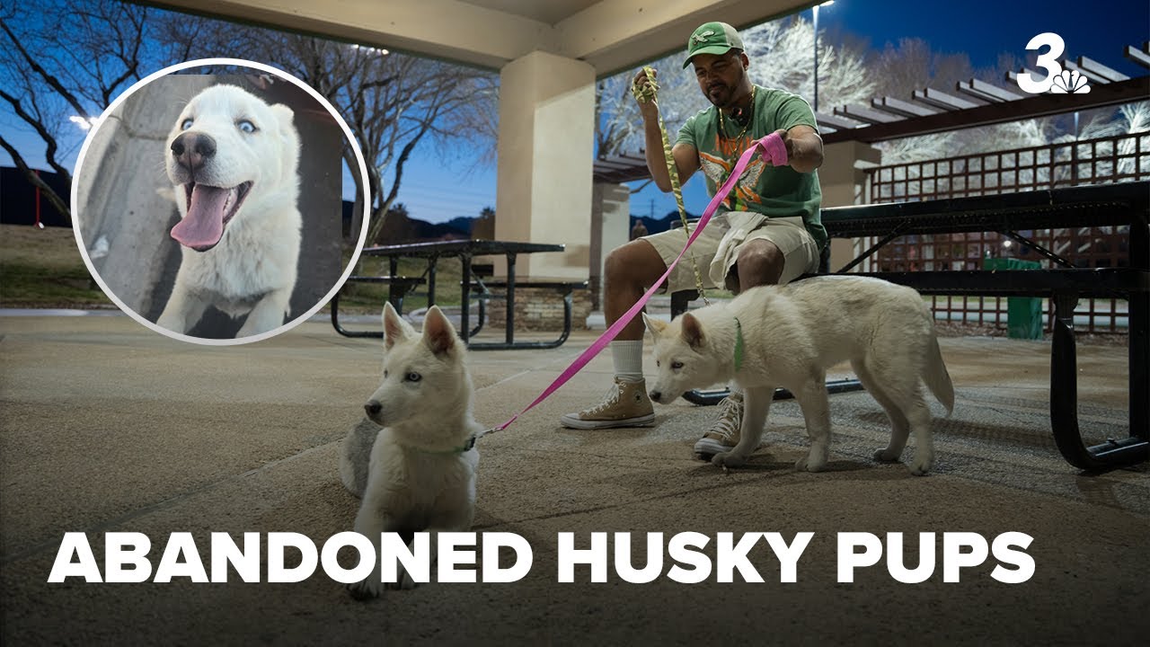 Three abandoned husky puppies near highway, owner allegedly said they no longer want them