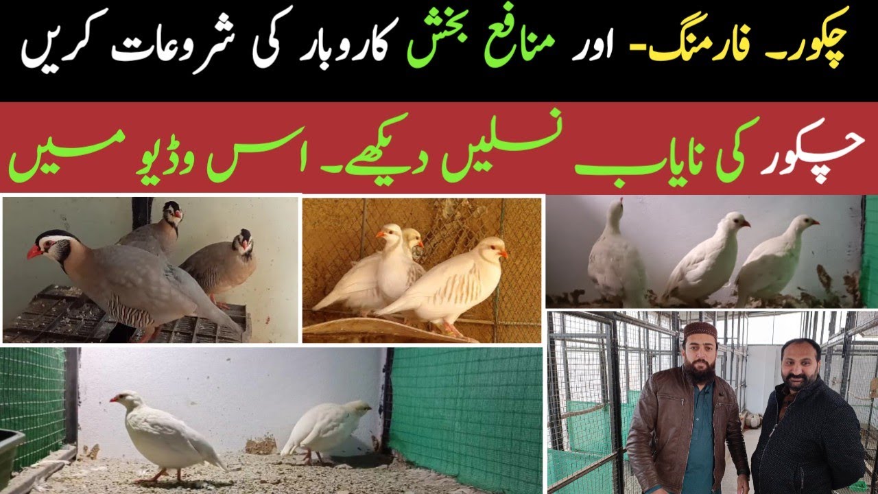 white partridge Setup Cover || White Chakoor farming the profitable Business || Chakoor ka Business