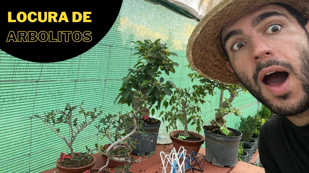 🌳Nueva Video de ventas con muchos Acebuches🌳