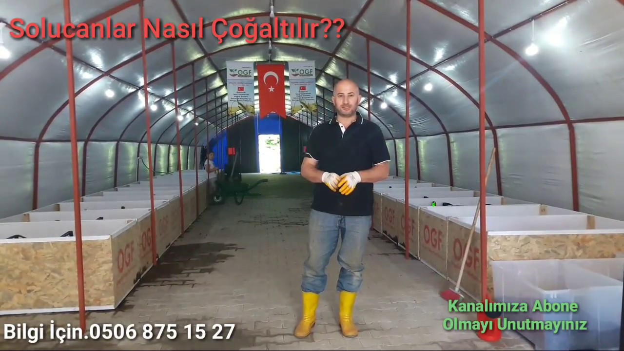 Solucan Çoğaltma İşlemi Nasıl Yapılır?