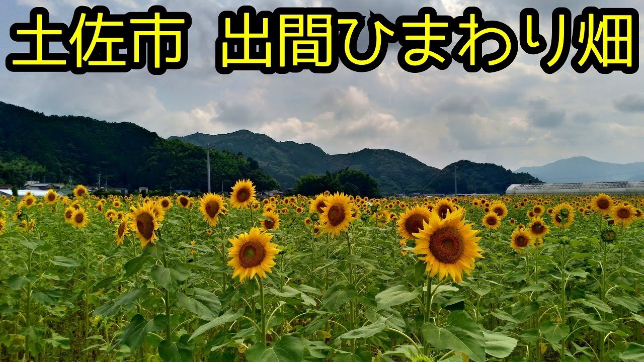 高知県土佐市出間、“出間ひまわり畑”へ行く [再訪編] #309