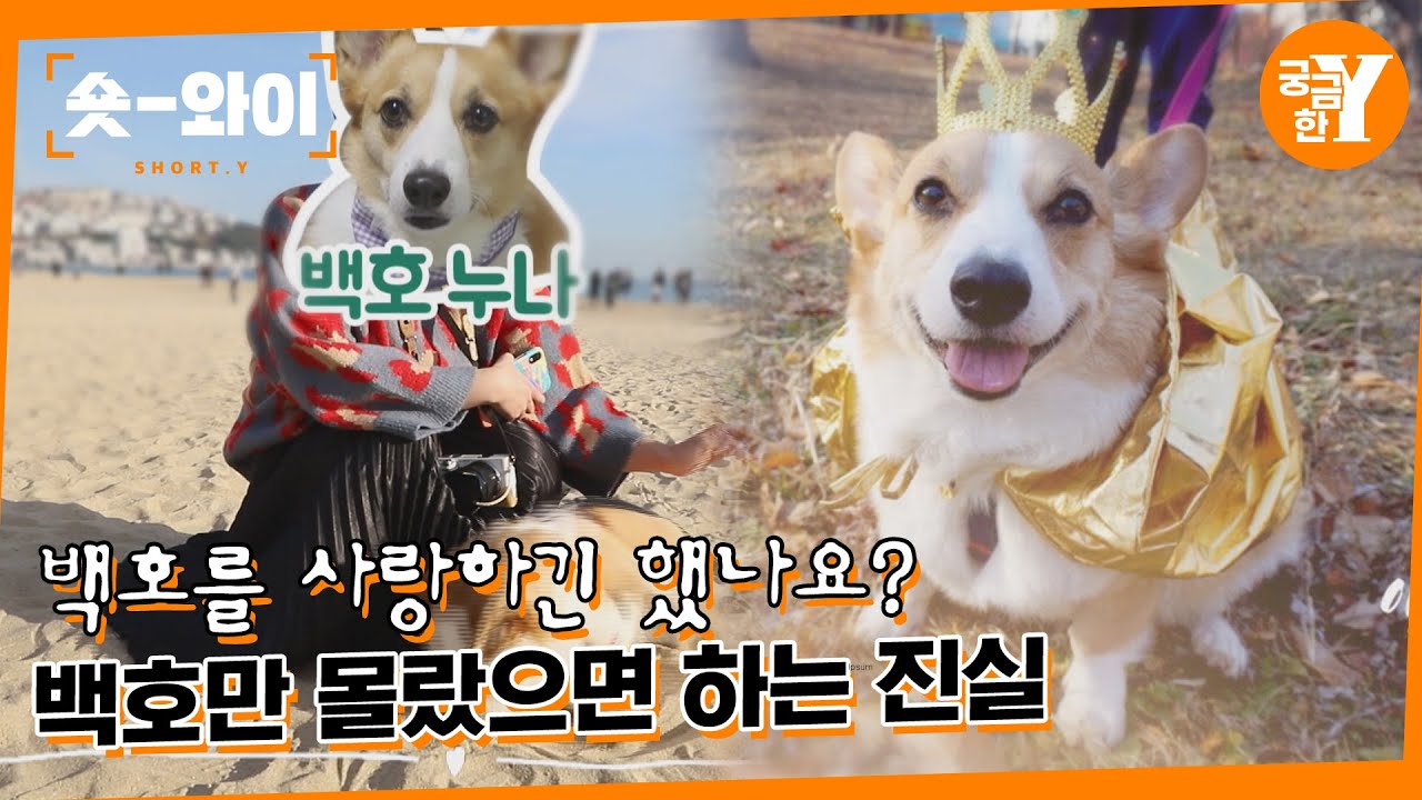 [Y 644회 요약] 그곳에선 백호가 행복하길 바랍니다 | 숏와이