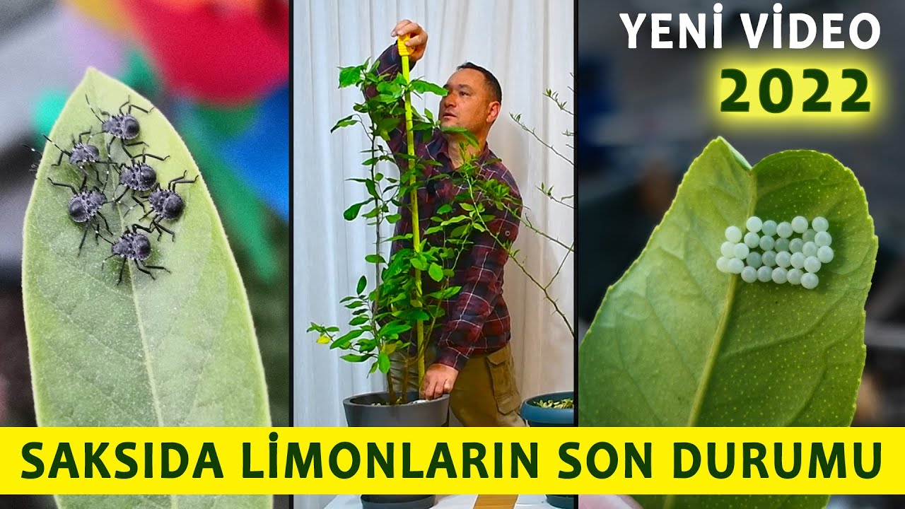Çekirdekten yetiştirdiğim limonların son durumu  Limonlarımın başına neler geldi?
