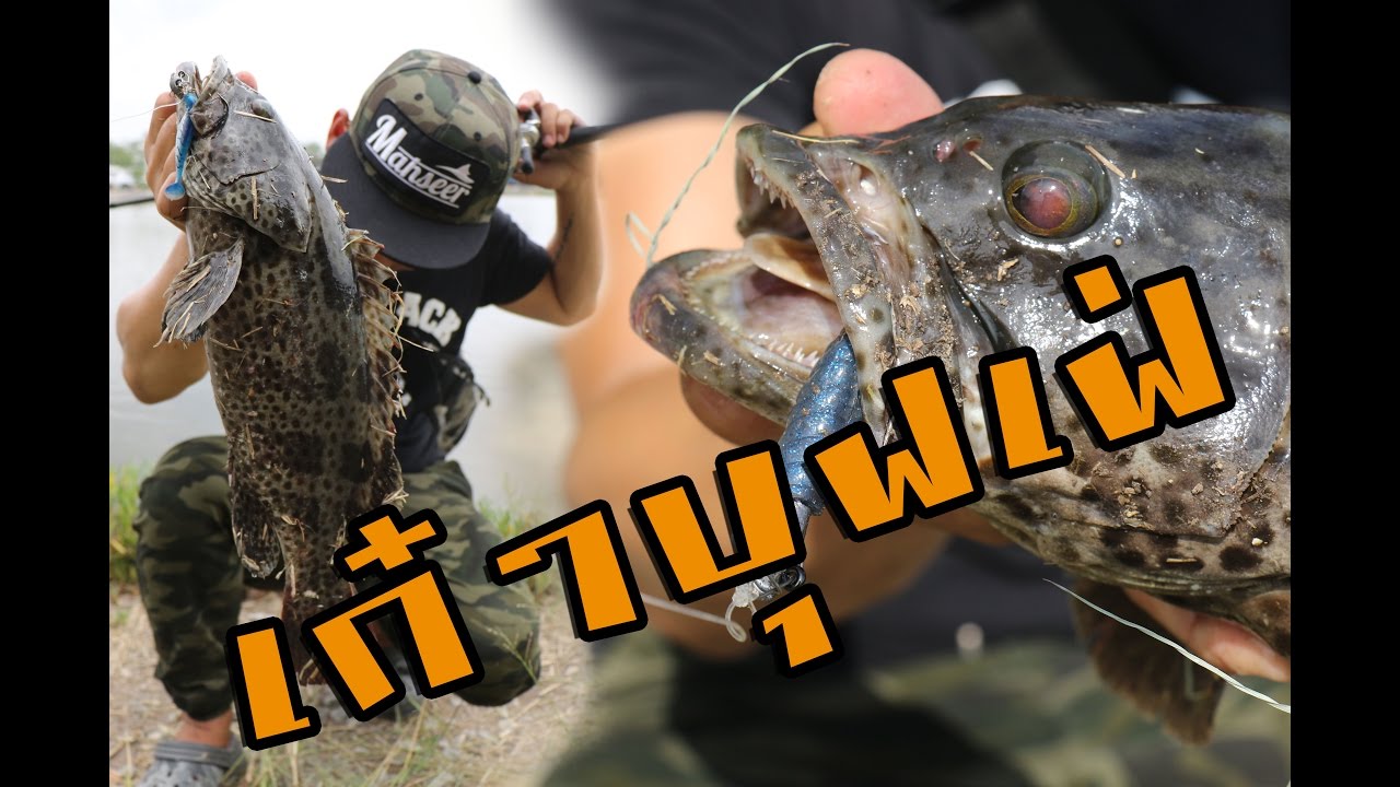 German Jig #เก๋าบุฟเฟ่ !! Vol. 1 Grouper Buffet