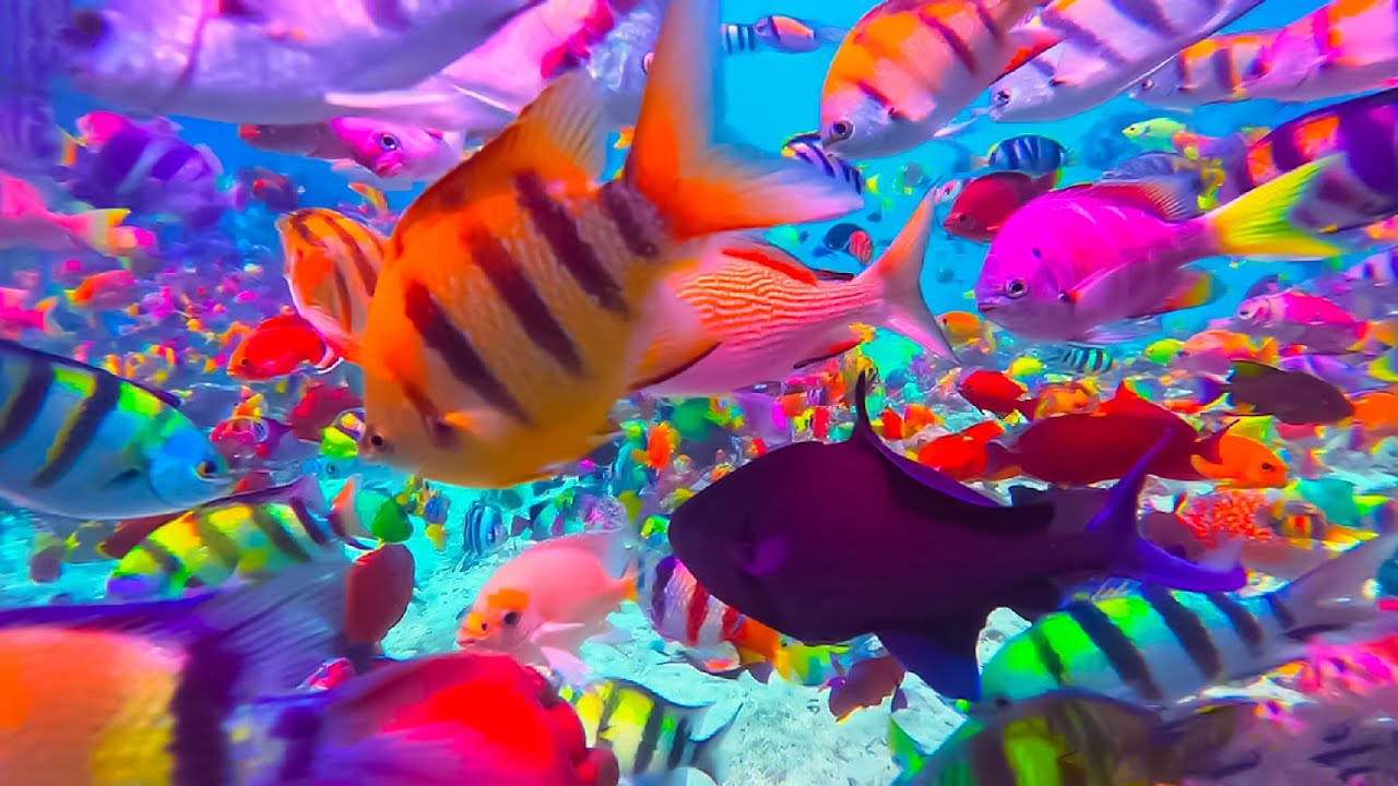 5.The Best Aquarium-soothing jellyfish & Reef fish with sleep Music for Deep Relaxation