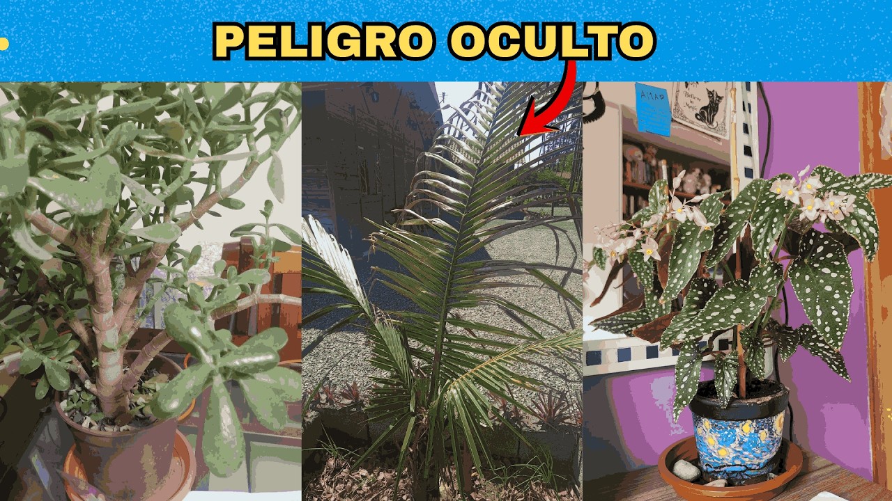 No Compres Estas 8 Plantas TÓXICAS (Se Venden en Todos los Viveros)