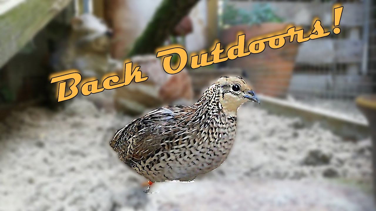 The Quails Are Back In Their Outdoor Quail Cage / Quail Coop