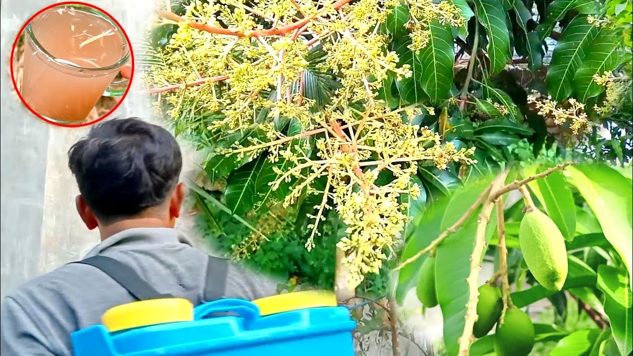 Homemade Organic Liquid Fertilizer For Fast Flowering Mango Trees