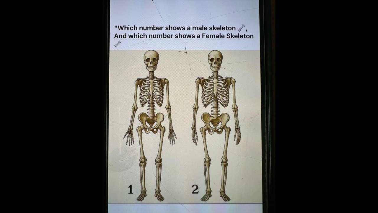 LS Live #Human Skeleton #Topic.