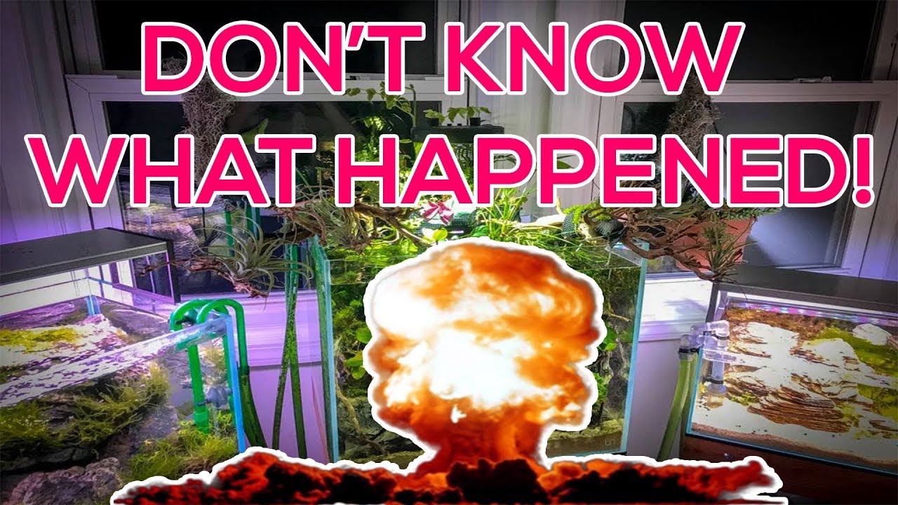 PLANTED AQUARIUM PROBLEMS!
