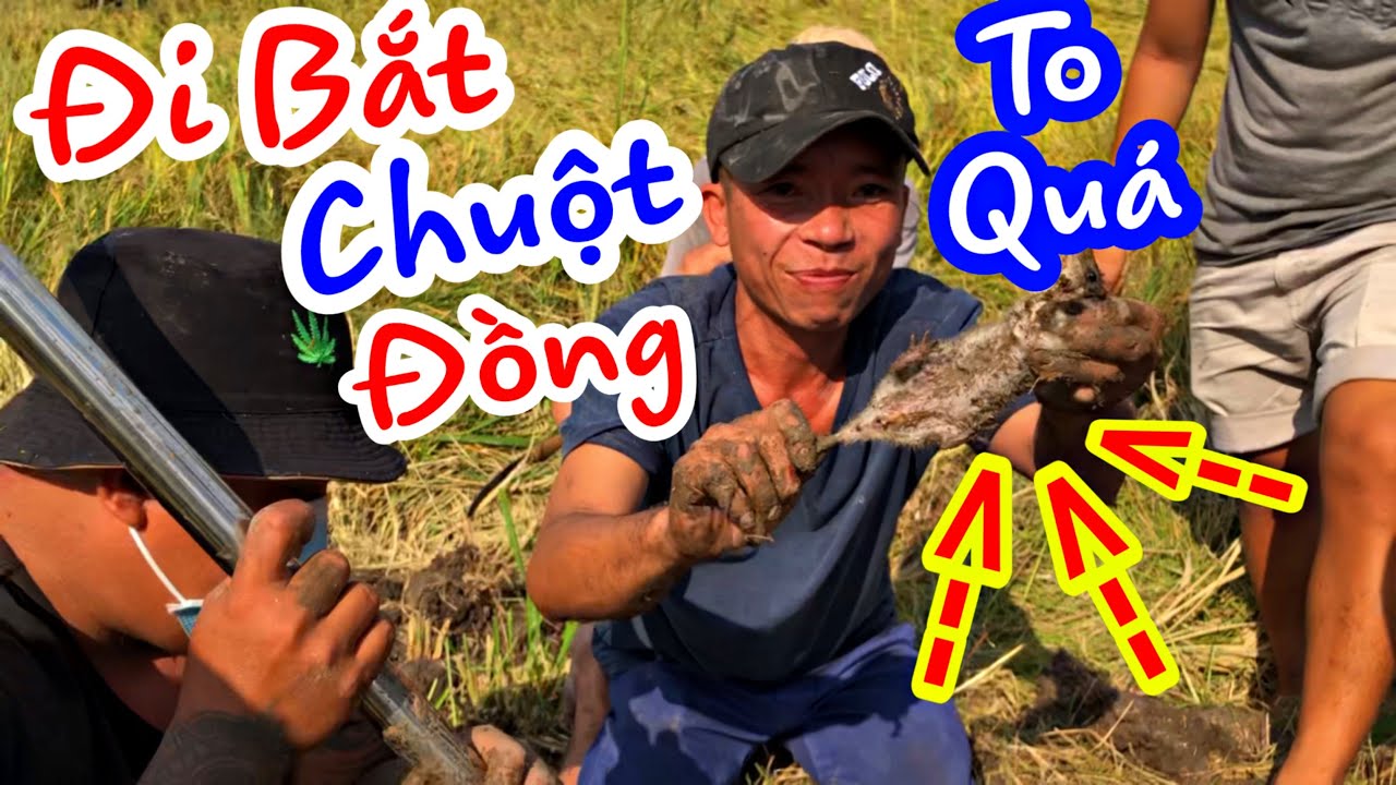 Thánh Xàm Dẫn Ae Trong Xóm Ra Đồng Bắt Chuột Được Cả Ổ Về nướng ngon Nhức Nách | Thánh Xàm TV