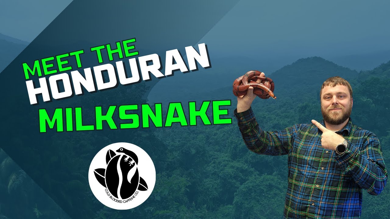 Coffee And Critters - The Honduran Milksnake