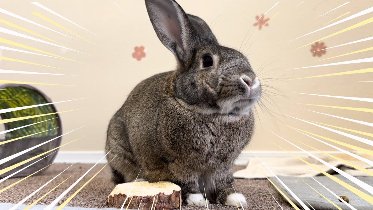 Funny Rabbit Makes Donuts!🐰😳