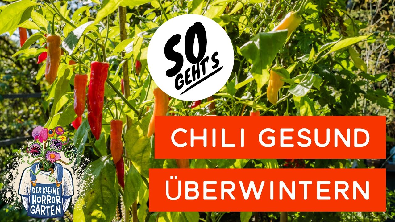 Chilli &uuml;berwintern - so &uuml;berstehen deine Pflanzen den Winter I der kleine Horrorgarten
