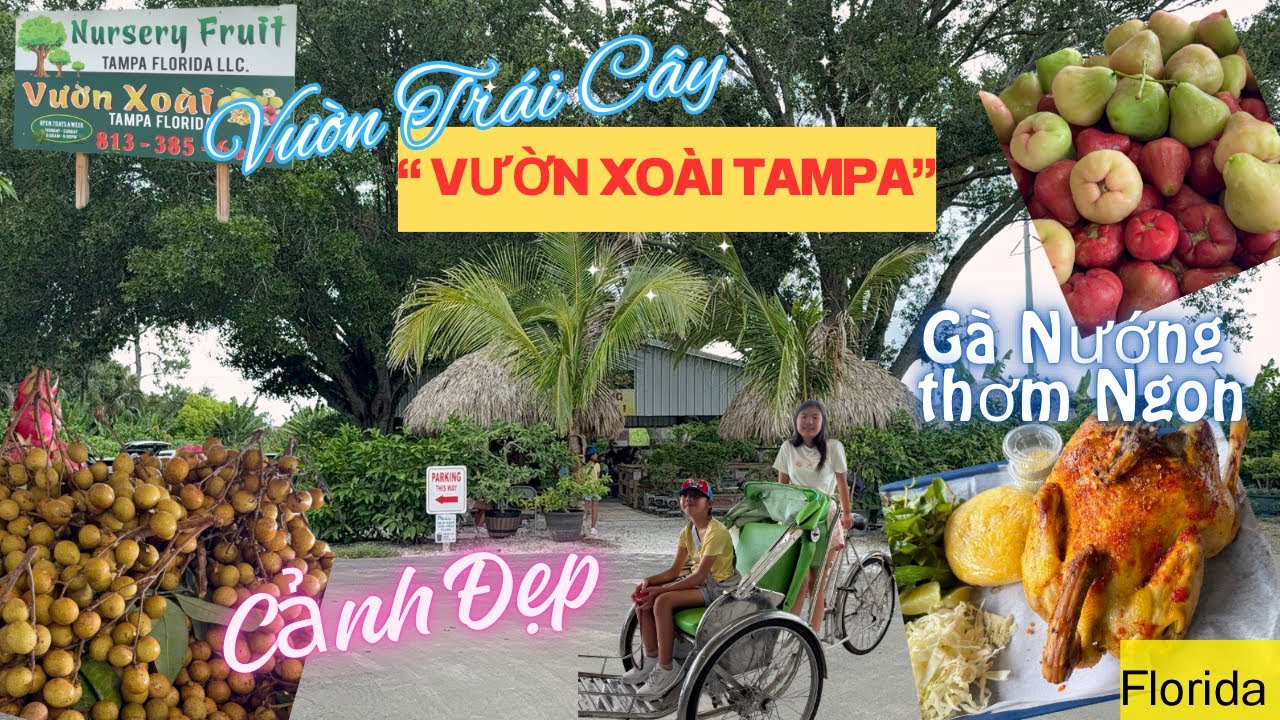 📍”Vườn Xoài Tampa” Florida Vườn Rộng Lớn 💥Nhiều Cảnh đẹp như ở Vietnam🥰  #vuontraicay #tampa