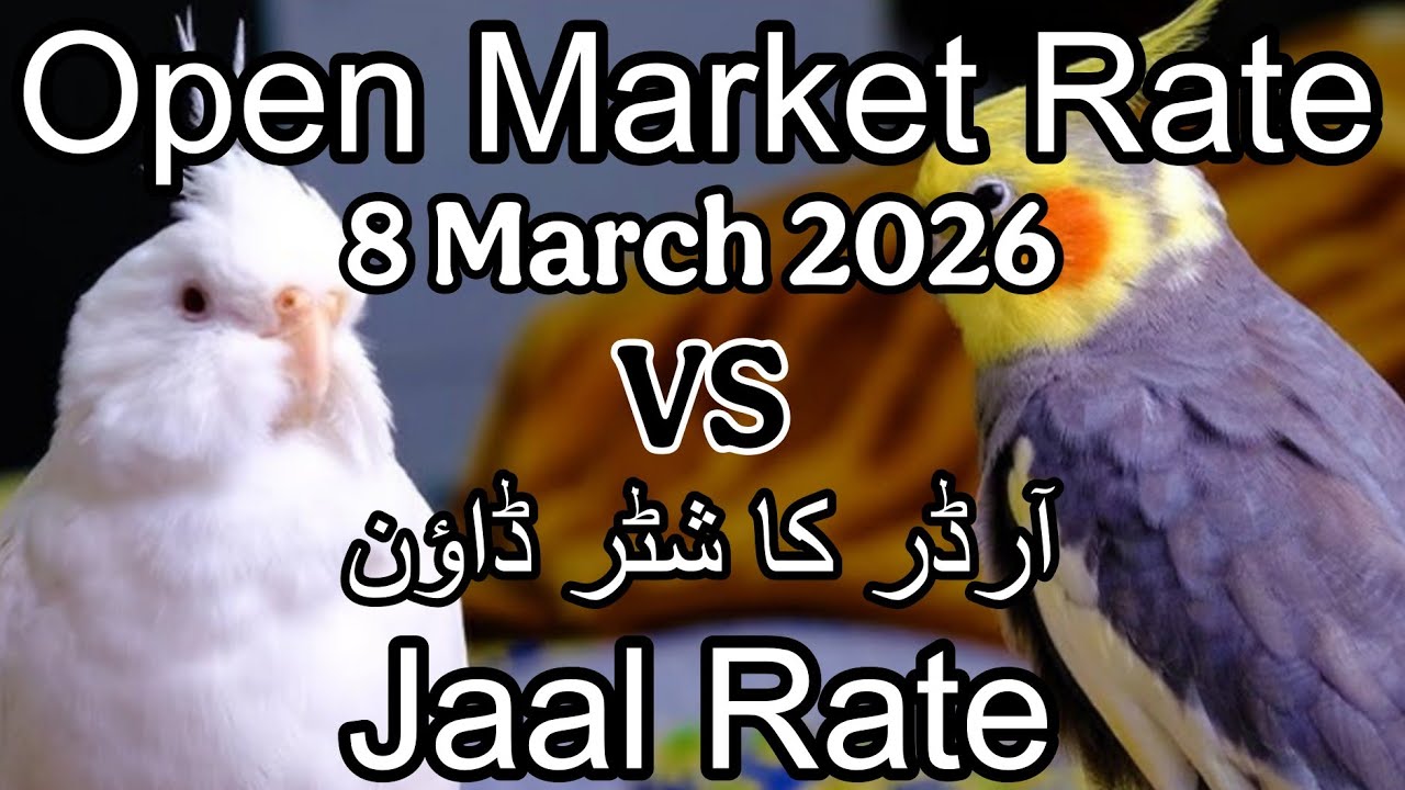 Birds  price  in Karachi Pakistan 8 March 2026 | Jaal rate update | Open market rate update
