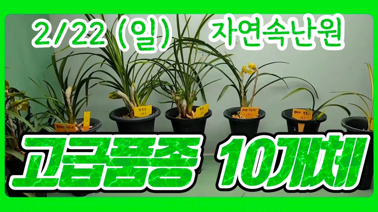 [2월 22일] 화형 색소심, 주금화, 다도해, 황복륜, 두화, 산채출 주금화, 칠보산, 중투, 엽성복륜, 만홍 올려봅니다.