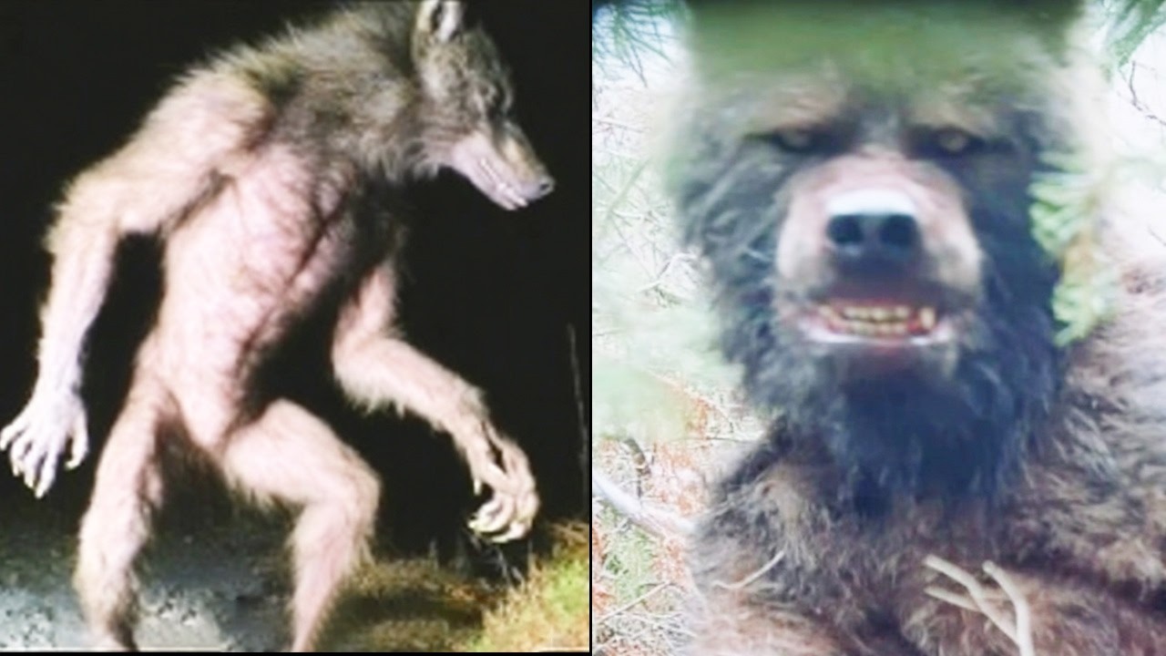 5 Real Dogman Sightings with Documented Footage You NEED To See