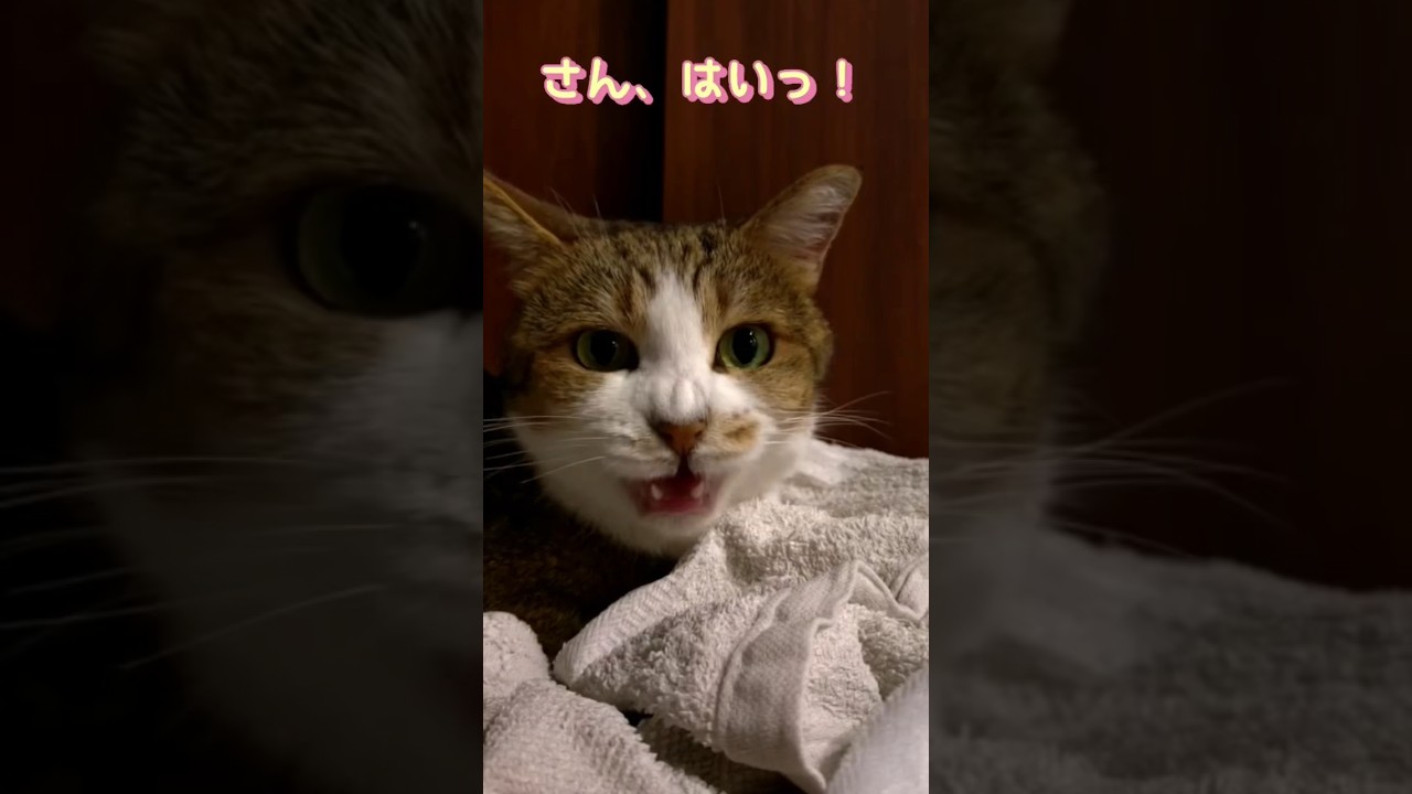 【鳴き声入り】暑いだるい疲れた何にもやりたくない