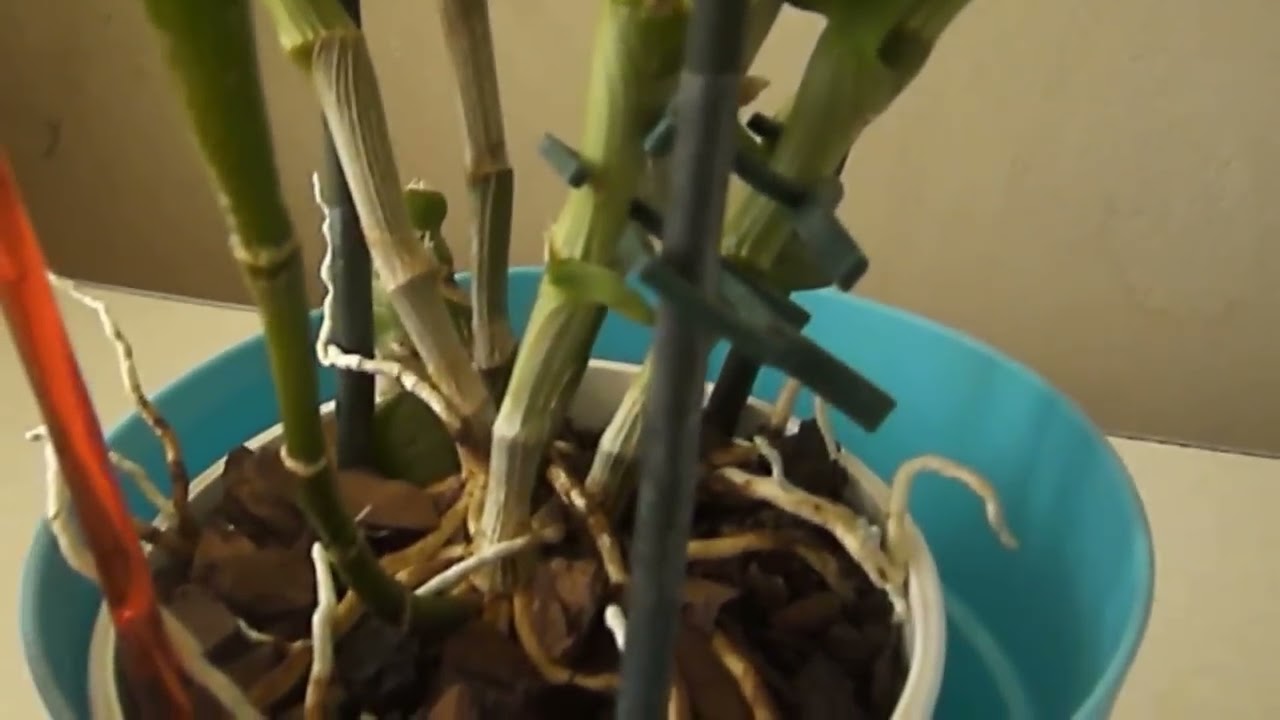 Как заставить цвести дендробиум нобиле ч.1