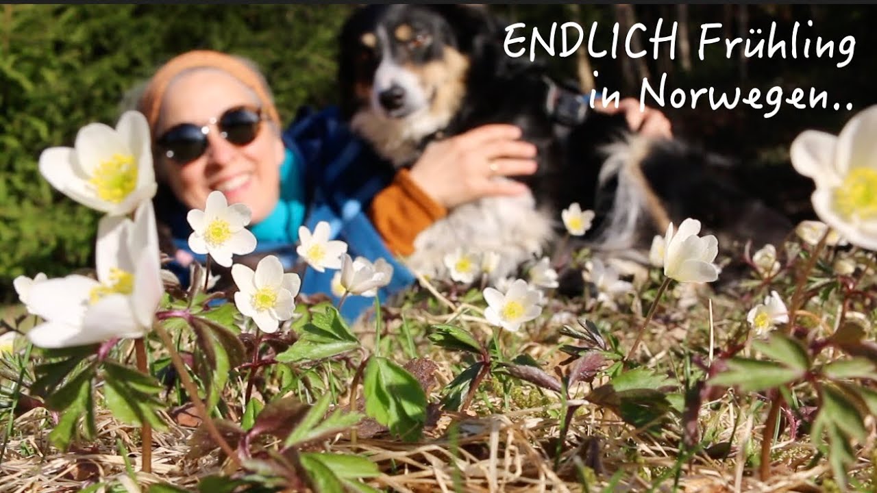 Der besondere Frühling in Norwegen. Warum ich es kaum erwarten konnte