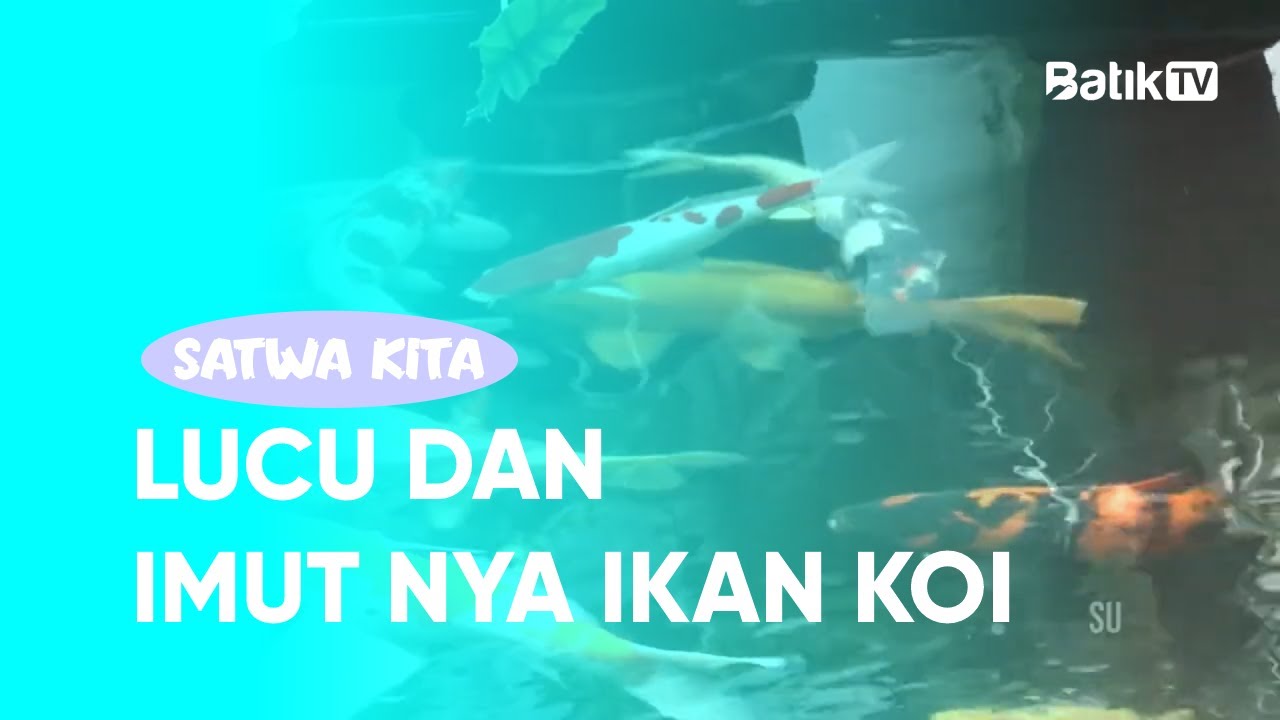 LUCU DAN UNIK NYA IKAN KOI MIRIP IKAN MAS - SATWA KITA