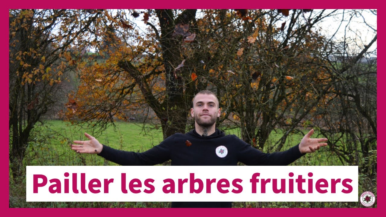 Le paillage des arbres fruitiers