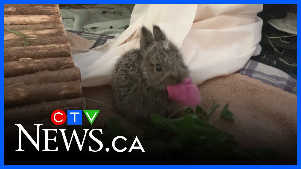 What to do if you find baby jack rabbits alone