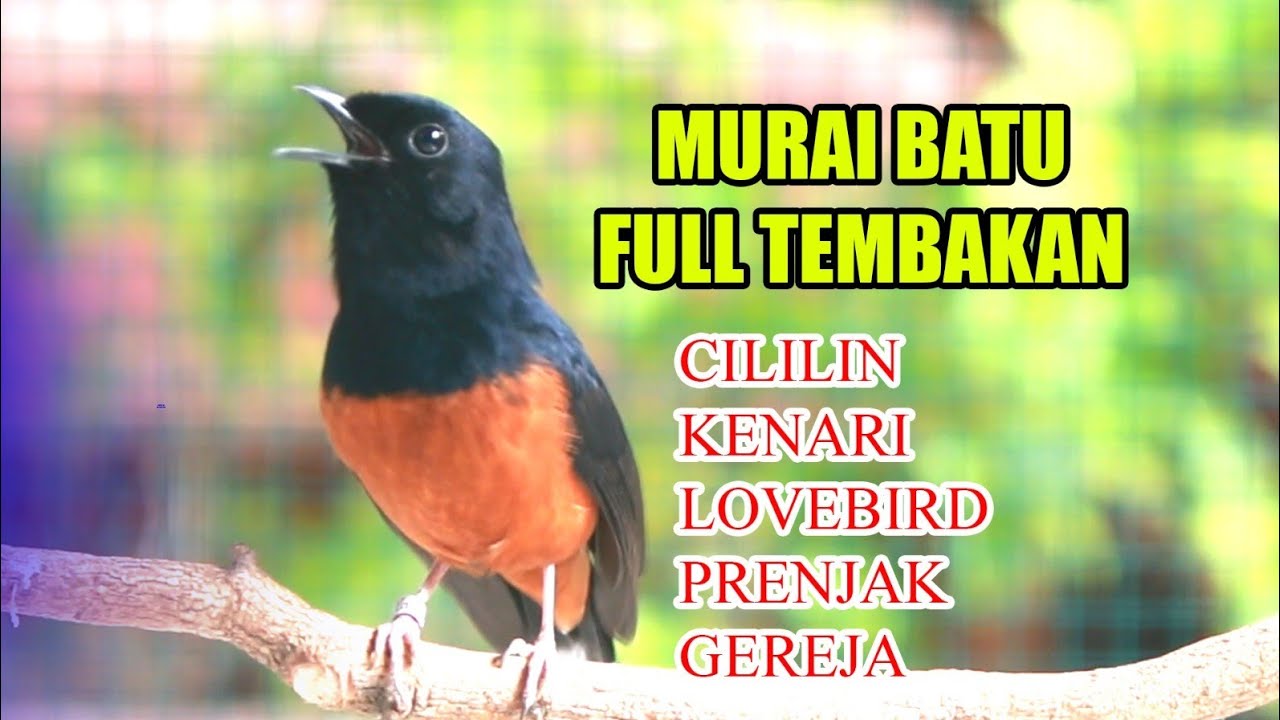 MASTERAN MURAI BATU FULL TEMBAKAN, COCOK UNTUK MEMANCING EMOSI LAWAN
