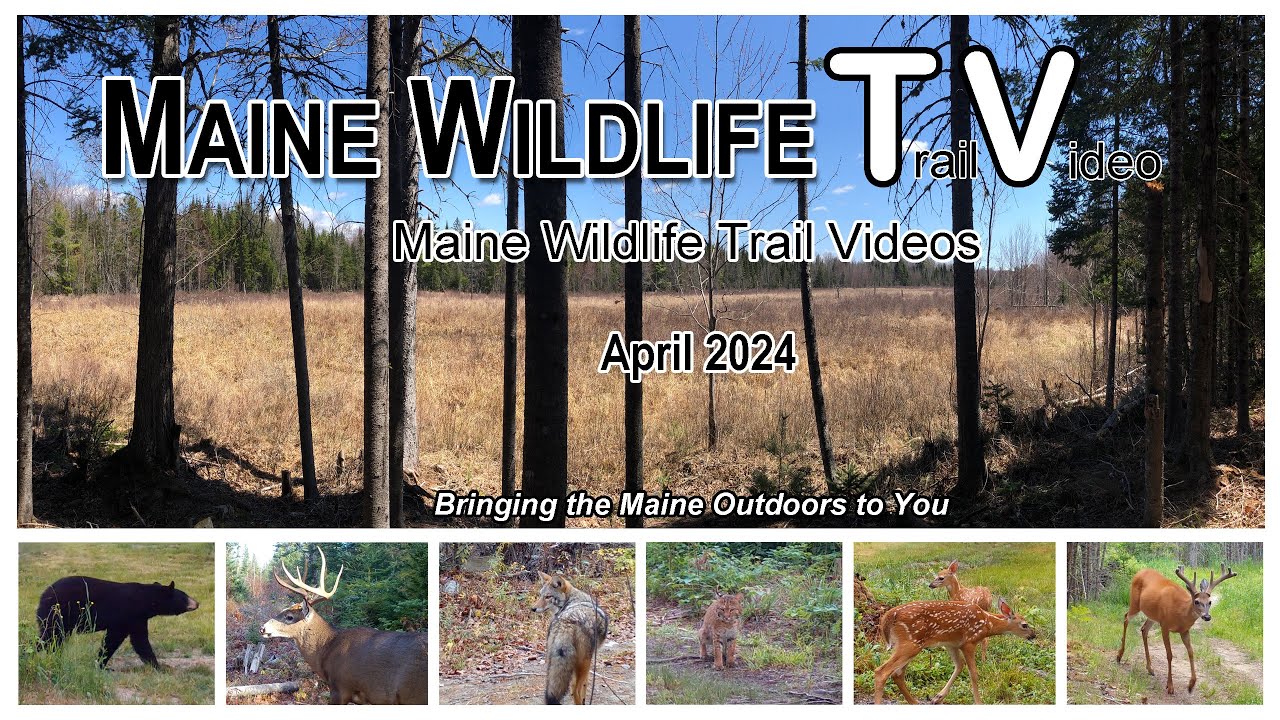 Maine Whitetail Deer/Turkey/Bear/Doe Grunting/Otter/Bobcat/Coyote/Geese