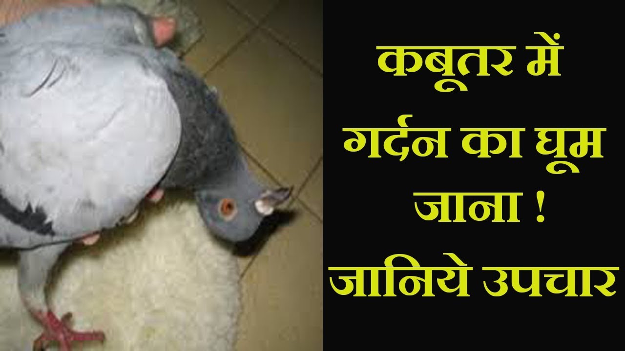 कबूतर में लकवा मार जाना || गर्दन का घूमना || उपचार || Dr Nagender Yadav