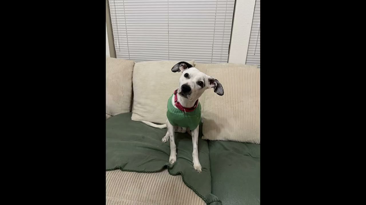Honey Pie - Dreaming of Furever Animal Rescue 