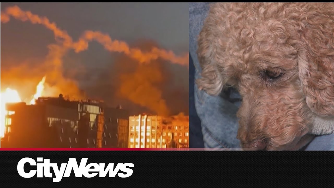 Documentary tracks the plight of homeless pets in Ukraine