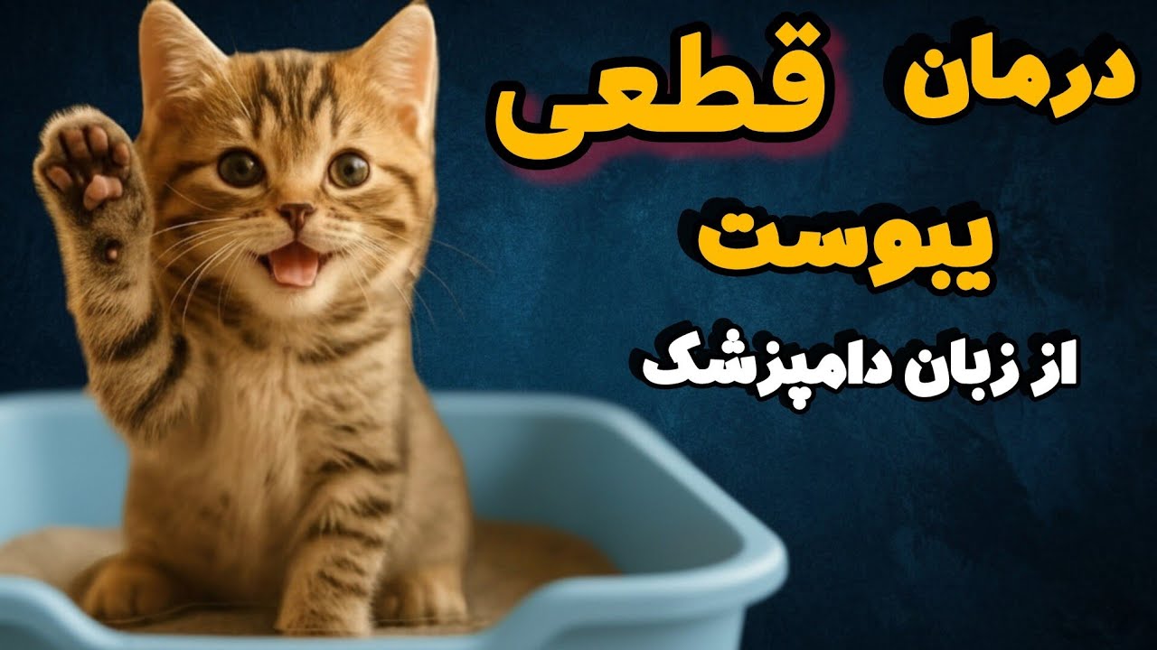 درمان یبوست گربه | علت‌ها، علائم خطر و درمان‌های خانگی و دامپزشکی (آموزش کامل)