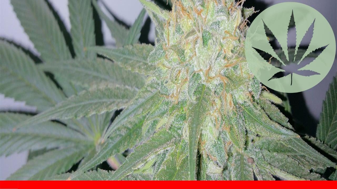 Euphoria - All About This Strain