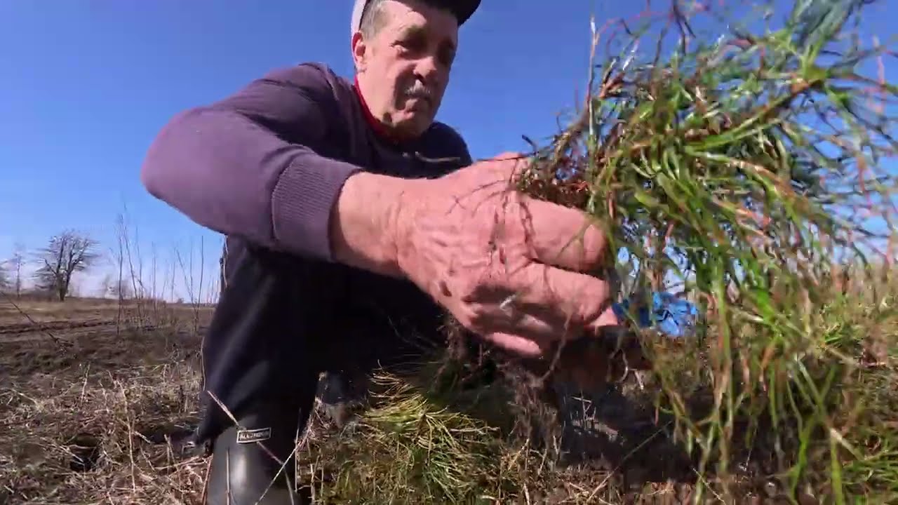 🌱 Садимо сосни і берези на полі. Як починається весна в українському селі